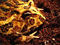 007 - Ceratophrys cranwelli